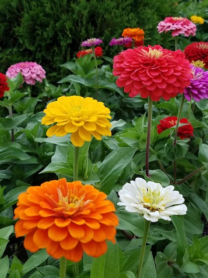 Las inflorescencias de las zinias tienen una gran variedad de colores que destacan entre su verde fresco