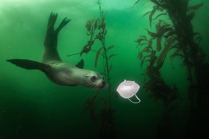 Un león marino nada junto a una mascarilla en el océano Pacífico durante la pandemia de covid-19.
