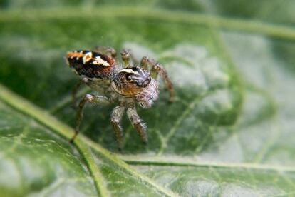 Seguro que le hicieron leer historietas infantiles similares a <a href="http://rincondelecturas.com/la-fiesta-de-los-insectos/" target="_blank"> <i>La fiesta de los insectos</i></a>, donde aparecen arañas y ciempiés. Craso error. Las primeras, con sus característicos cuatro pares de patas, pertenecen a la clase de invertebrados denominados arácnidos, y los segundos, a la de los miriápodos, con una multitud de pares de patas.