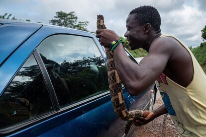 Un hombre sostiene un trozo de serpiente junto a la ventana de un automóvil que pasa, con la esperanza de vender la carne. A pocos kilómetros de Agou, a lo largo de la carretera asfaltada que conecta el sudeste de Costa de Marfil con la ciudad costera de Abiyán, multitud de cazadores venden las capturas del día. Cuando un coche se detiene en el margen, corren hacia el vehículo con serpientes y roedores muertos colgando de las manos.