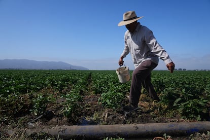 Un hombre trabaja en un campo agrícola, en California, el 11 de julio de 2025.