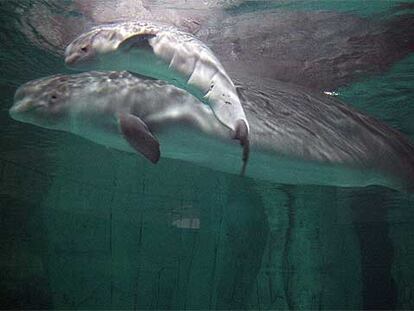 La cría de beluga nadaba ayer junto a su madre, <i>Yulka,</i> de ocho años, en L'Oceanogràfic de Valencia.