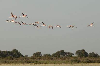 Bandada de flamencos, en el Parque Nacional de Doñana el pasado 5 de octubre.