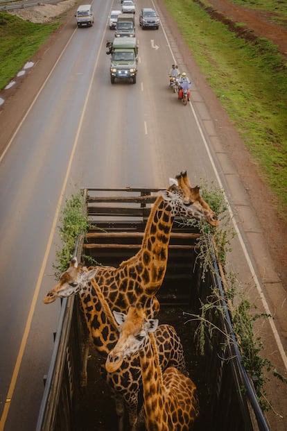 Traslado del primer grupo de jirafas desde la Granja Kruger, en Eldoret, a la reserva de Ruko, el 7 de julio. Los cuatro primeros animales realizaron un largo trayecto, de 290 kilómetros y 12 horas de duración, primero desde Eldoret a Nakuru, en el sur, y desde ahí a Ruko, por el mejor estado de las carreteras. Las cuatro jirafas restantes fueron trasladadas al día siguiente por una ruta más corta. Los guardas colocaron ramas con hojas en la caja del camión para que los animales pudieran alimentarse durante el trayecto. 