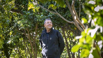 Vicente Todolí, en la Todolí Citrus Fundació, en la localidad de Palmera (Valencia).