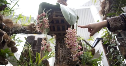 La 'Phalaenopsis Gigantea', en el Orquidiario de Estepona.