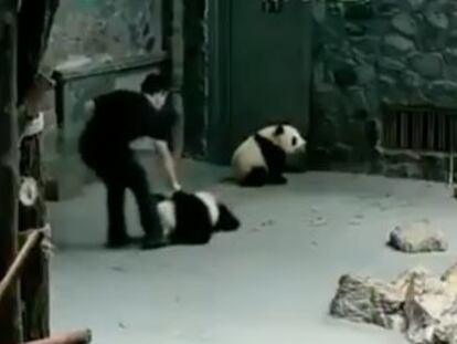 Las cámaras de un centro en Chengdu revelan las agresiones de dos cuidadores a estos animales, en peligro de extinción
