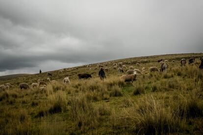 Cuando llueve y hay hierba salvaje, los pastores pasean a sus alpacas libres para que se alimenten en las zonas más altas. Cerca de sus casas y refugios, cultivan plantas resistentes que preservan de las fauces de los animales con una valla. Cuando aquí esté todo seco y muerto, los animales podrán continuar alimentándose y, con ellos, sus dueños.