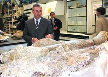 Luis Alcalá muestra el húmero de 1,78 metros de un dinosaurio encontrado en Riodeva (Teruel).