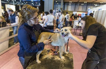 Los perros en España viven una media de 11 años, seis meses más que hace 16 años.