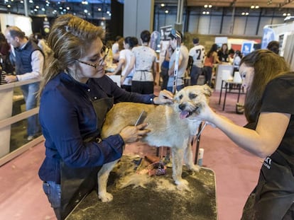 Los perros en España viven una media de 11 años, seis meses más que hace 16 años.