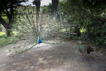 Visita al zoo de Madrid mes y medio despus de que se decretase el estado de alarma.