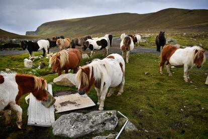 Ponies pastan libremente en la isla de Foula.