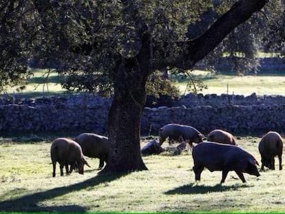 El nuevo delito de maltrato animal también impacta en las empresas