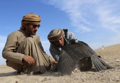 Emirati men check a hunting falcon at the al-Marzoon Hunting reserve, 60 Kilometres south of Madinat Zayed, in the United Arab Emirates on February 1, 2016.  / AFP / KARIM SAHIB