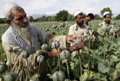 Un grupo de agricultores afganos recogen opio en Jalalabad, en mayo.