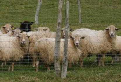 Ovejas en una explotación ganadera de Guipúzcoa.