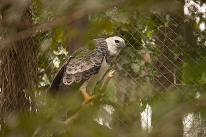 Roque, un ejemplar de águila arpía