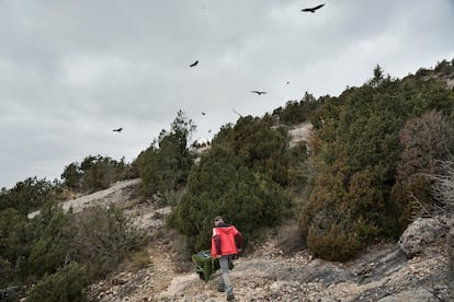 Manuel Aguilera acude a su cita con los buitres llevándoles comida en una carretilla el pedregal de Santa Cilia de Panzano, en la sierra de Guara, Huesca.
