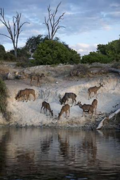 Antílopes africanos en una colpa junto al río Chobe.