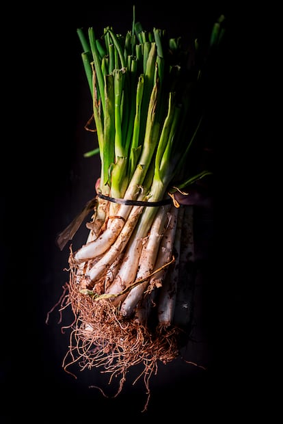 Un manojo de 'calçots'.