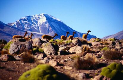 Vicunhas no parque nacional de Lauca, no Chile, com o vulcão Sajama ao fundo.