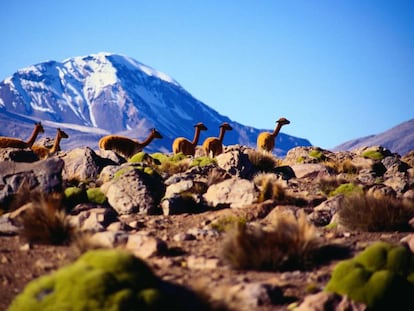 Vicunhas no parque nacional de Lauca, no Chile, com o vulcão Sajama ao fundo.