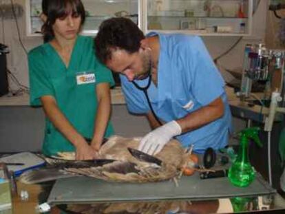 Un veterinario y una enfermera realizan una revisión a un águila imperial.