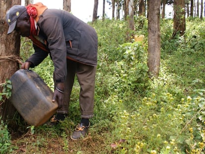 Un hombre comprueba los contenedores que han estado recogiendo agua de la niebla en el centro de Kenia.