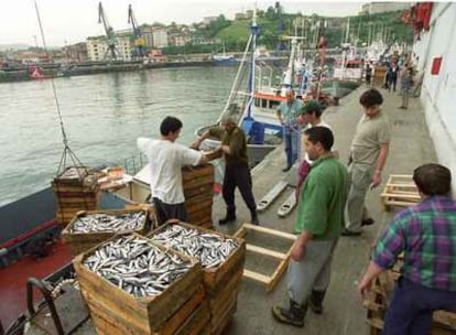 Un grupo de <i>arrantzales</i> descarga cajas de anchoas en la lonja del puerto guipuzcoano de Pasajes.