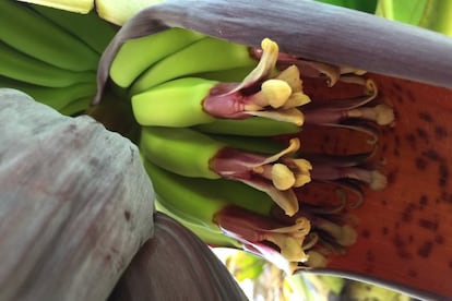 Los plátanos son el resultado de las flores femeninas (las masculinas producen polen y no se desarrollan en frutos) que crecen en una estructura pegada al tallo de las plataneras llamada inflorescencia. Se recolectan cuando el fruto ha terminado de formarse pero aún no ha madurado del todo, para que su tiempo de vida sea mayor. <p>El plátano es una fuente importante de potasio: unos 496 miligramos por cada 100 gramos. Es fundamental para la contracción de los músculos, incluido el corazón, por eso unos niveles inadecuados alteran el ritmo cardiaco. <a href="http://elpais.com/elpais/2016/01/12/buenavida/1452611911_068553.html" target=blank>Algunos de los síntomas</a> que alertan de la escasez de este mineral son: debilidad y calambres musculares, distensión abdominal, arritmias, malestar general y falta de apetito.</p>