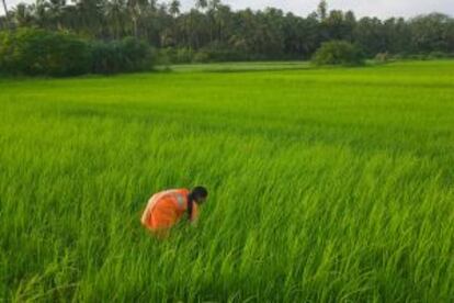 Plantación de arroz en Goa, al sur de India.