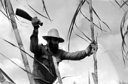 El líder cubano corta caña de azúcar durante la histórica zafra de los diez millones en 1970.