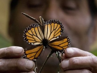 Las temperaturas extremas degradan el bosque donde hiberna una de las especies más emblemáticas de Norteamérica