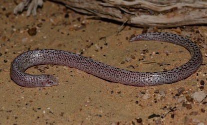 Lagarto gusano de Zarudny ('Diplometopon zarudnyi').