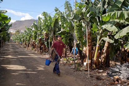 Un joven grancanario trabaja en una plantaci&oacute;n de pl&aacute;tanos.