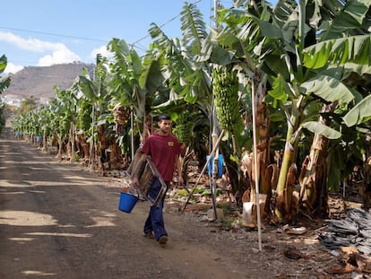 Un joven grancanario trabaja en una plantaci&oacute;n de pl&aacute;tanos.