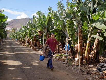 Un joven grancanario trabaja en una plantaci&oacute;n de pl&aacute;tanos.