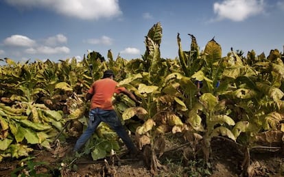 Un joven de 16 años trabaja en una plantación tabacalera de Kentucky.