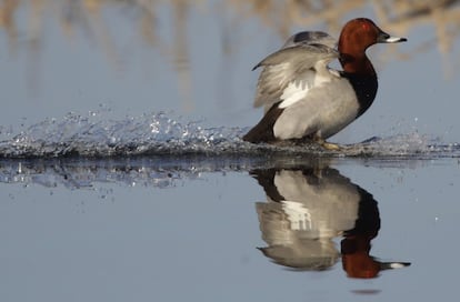 Un macho de porrón común aterriza en un lago cercano a la aldea de Ozernyi (Bielorrusia).