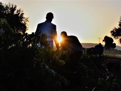 Vendimia nocturna en los viñedos de Quinta de Aves, en la comarca de Campo de Calatrava.