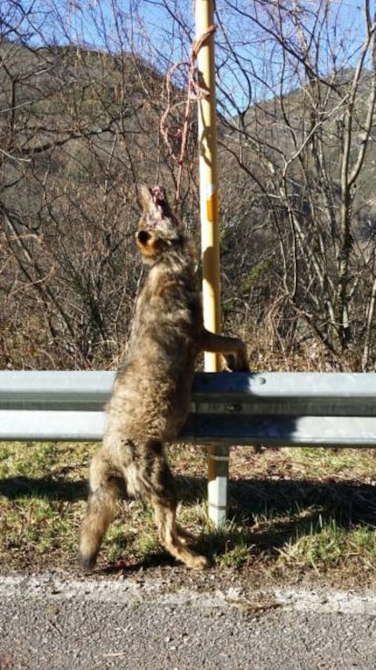 Lobo colgado en una carretera de Teverga (Asturias).