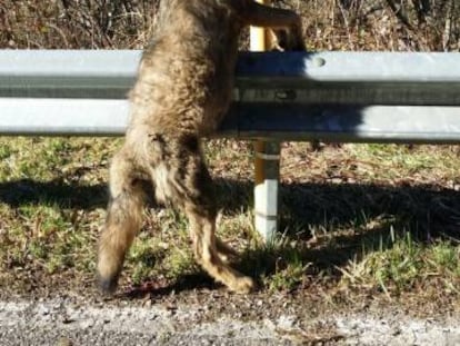 The wolf found in the Teverga municipality of Asturias.