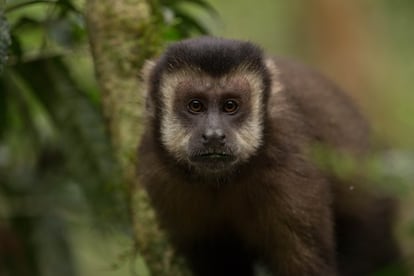 Una especie habitual de mono en el Parque Nacional de Iguazú. Existen en este ecosistema al menos 80 especies de mamíferos y más de 400 de aves