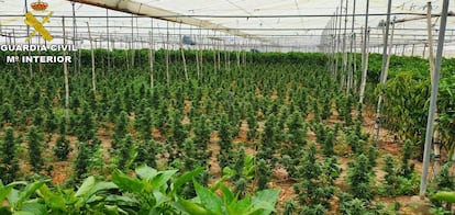 Plantación de marihuana con más de 2.000 plantas desmantelada por la Guardia Civil en Sanlúcar de Barrameda (Cádiz) el pasado 23 de marzo.