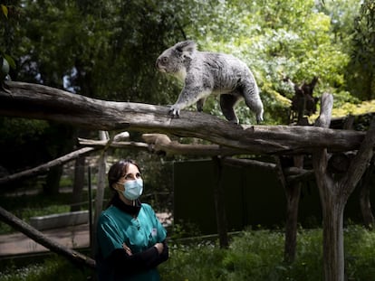 Eva Martínez, veterinaria del recinto, ante uno de los koalas del zoo de Madrid, durante el estado de alarma.