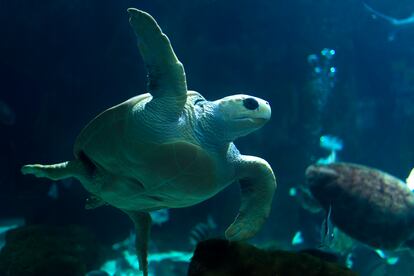 En el acuario del Bioparc de Gijón confluyen 60 acuarios de agua dulce y salada, doce ecosistemas y más de 35 especies diferentes. 
