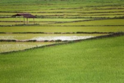 Arrozales en la región de Luang Nam Tha, al norte del país.