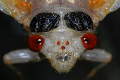 Una cigarra periódica adulta muda su piel de ninfa el 11 de mayo de 2024 en Cincinnati. Tiene dos grandes ojos compuestos, que se utilizan para percibir visualmente el mundo que la rodea, y tres ojos pequeños, simples y con forma de joya, llamados ocelos, en el centro.