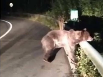 En busca de Santiaguín, el oso atropellado en Asturias